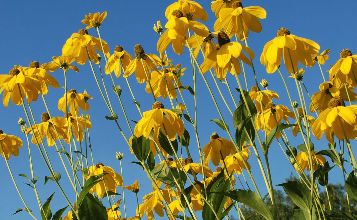 Sommerbepflanzung
